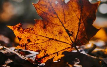 Wallpaper Leaf Maple Dry Brown Autumn