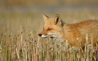 Cute Fox Wallpaper