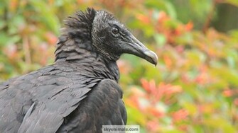 Black Vulture Wallpaper Image