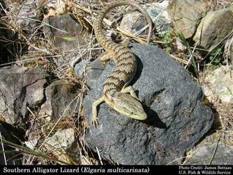 National Geographics World Most Populars Alligator Lizard