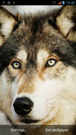 Wolves Live Wallpaper Android Apps On Google Play