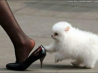 Funny Dogs Wallpaper HD In Imageci