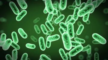 Best Bacteria Wallpaper Electron Microscope