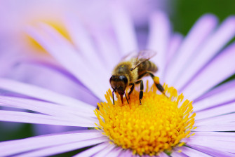 Bee Insect Bees Flower Flowers Wallpaper HD