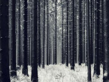 Snowy Forest In Domus Snow Dark Wallpaper