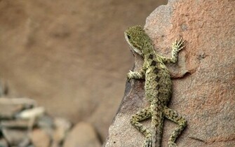 Fotofrontera Reptiles Lagartija Lizard Wallpaper