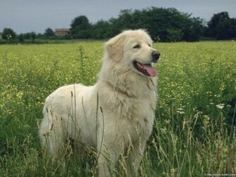 Babydog White Baby Dogs Dog Wallpaper