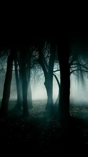 Search Best Dark Forest iPhone Wallpaper Tags Trees