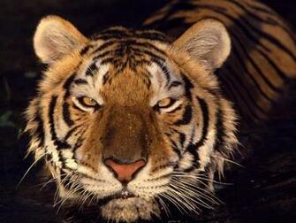 Yeux Du Tigre Animaux Sauvages Fonds D Cran Gratuits