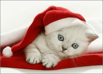 Christmas Kitten Wallpaper