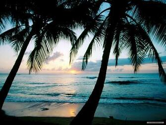 Nature Wallpaper Palm Sunset