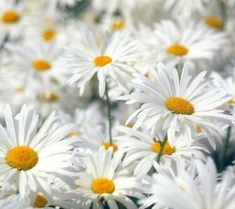 Flowers For Flower Lovers Daisy Desktop Wallpaper