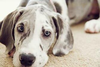 Harlequin Great Dane Puppies Wallpaper
