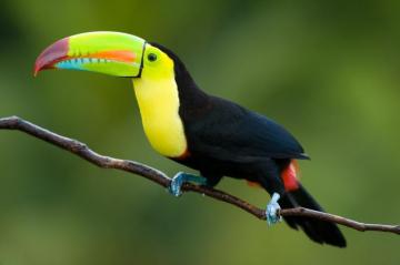 Toucan Wallpaper X Android iPhone HD