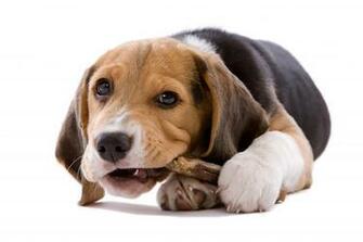 Wallpaper Puppy Dog Beagle White Background Baby