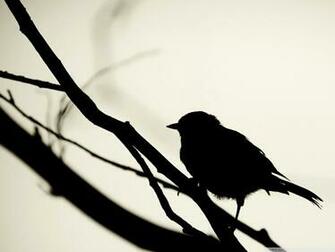 Bird Silhouette HD Wallpaper Live Hq