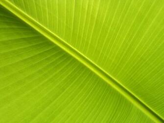 Banana Leaf Wallpaper Pattern Ii By Lukasb86