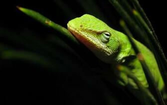 Green Lizard Wallpaper