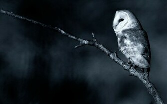 Owl Computer Wallpaper Desktop Background Id