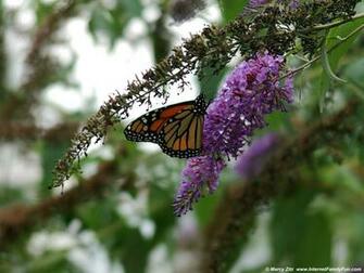 Funny Pictures Gallery Monarch Butterfly Wallpaper