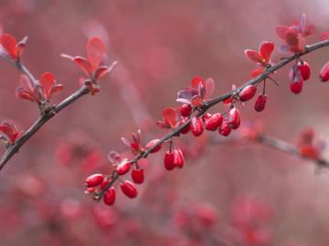 Grow And Care For Japanese Barberry