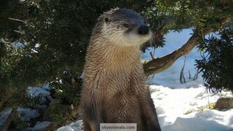 Cute Otter Wallpaper
