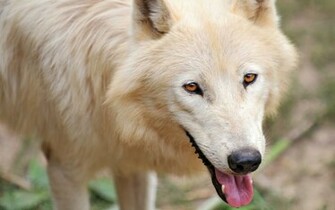 Cute Arctic Wolf Wallpaper