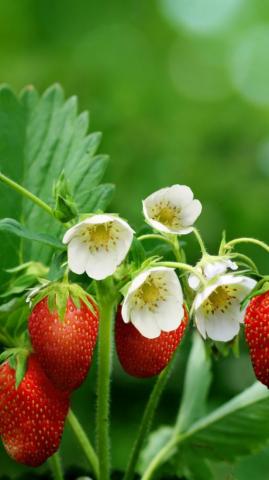 Wallpaper Strawberries Greens Flowers Bokeh Food