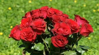 Rose Wallpaper Beautiful Roses