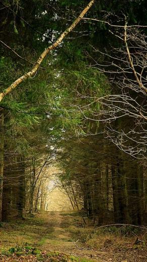 Red Mystical Ego Natural Beauty Forest Path Wallpaper