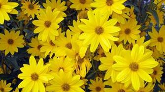 Yellow Flowers Wallpaper Px HDwallsource
