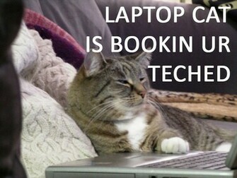 Lolcats Cool HD Wallpaper