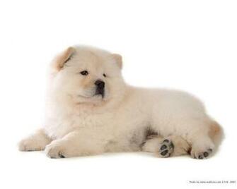 Chow Wallpaper