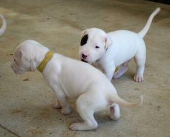 Dogo Argentino Wallpaper HD
