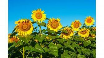 Best Sunflower 4k Wallpaper