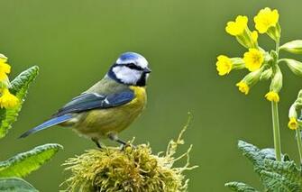 Wallpaper Bird Moss Primrose Tit Blue Image For Desktop