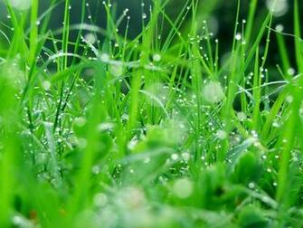 Drops Grass Dew Wallpaper And Image Pictures