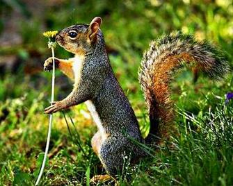 Squirrels HD Wallpaper Sa