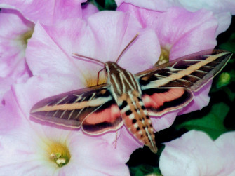 Sphinx Moth Wallpaper
