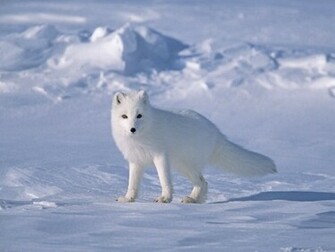 Arctic Fox Wallpaper