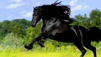 Horse HD Wallpaper Live Google Play Screenshot