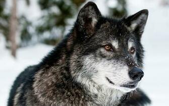 The Gray Wolf Ice Wallpaper Pc Wallpaperlepi