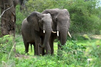 African Forest Elephant Pictures Wallpaper Pics Photos Image