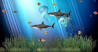 Aquarium Screensaver Windows Best HD Wallpaper