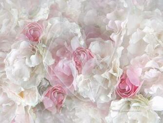 Great White Flowers Wallpaper Background
