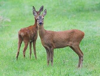 Animal Wallpaper Deer