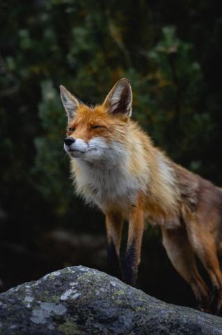 Fox Image Pictures