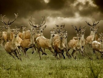 Beautiful Wallpaper Deer