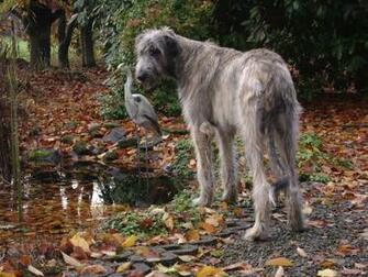 Irish Wolfhound Wallpaper