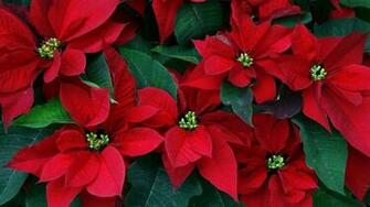 Christmas Poinsettia Wallpaper Top